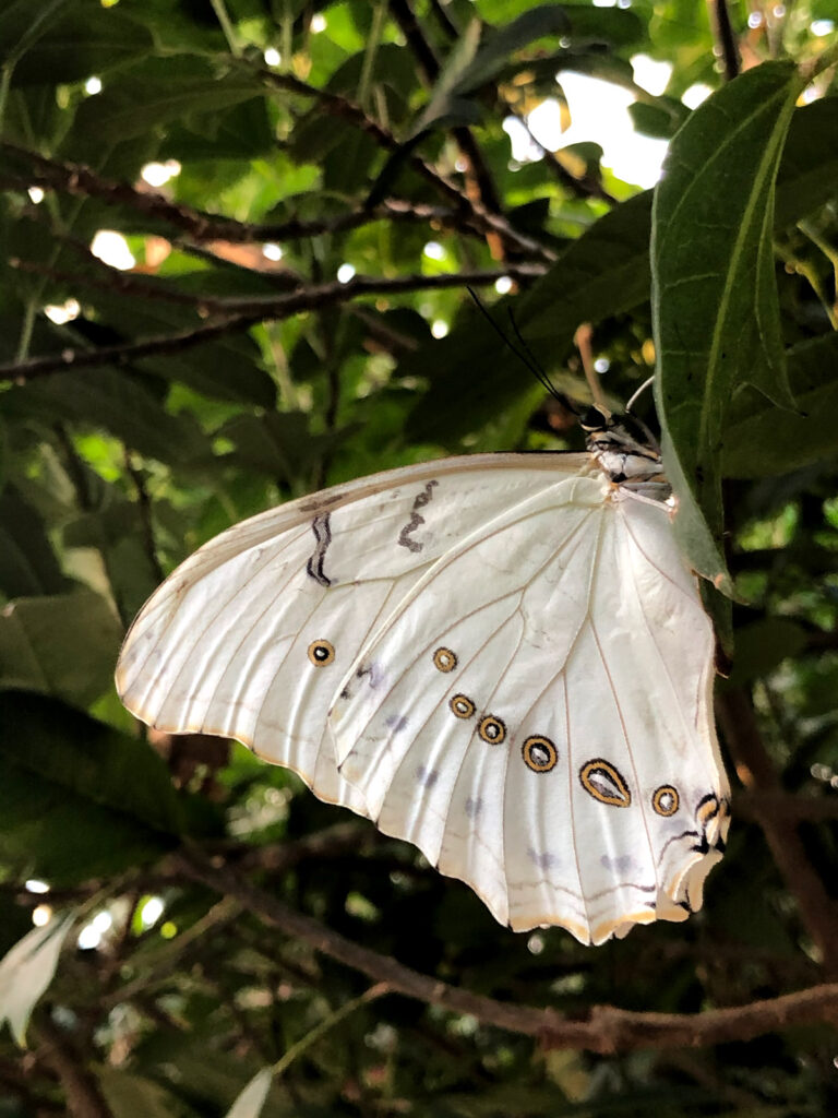 Butterfly photo by Hannah Taylor A Hollow Bone